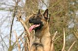 MALINOIS 1123